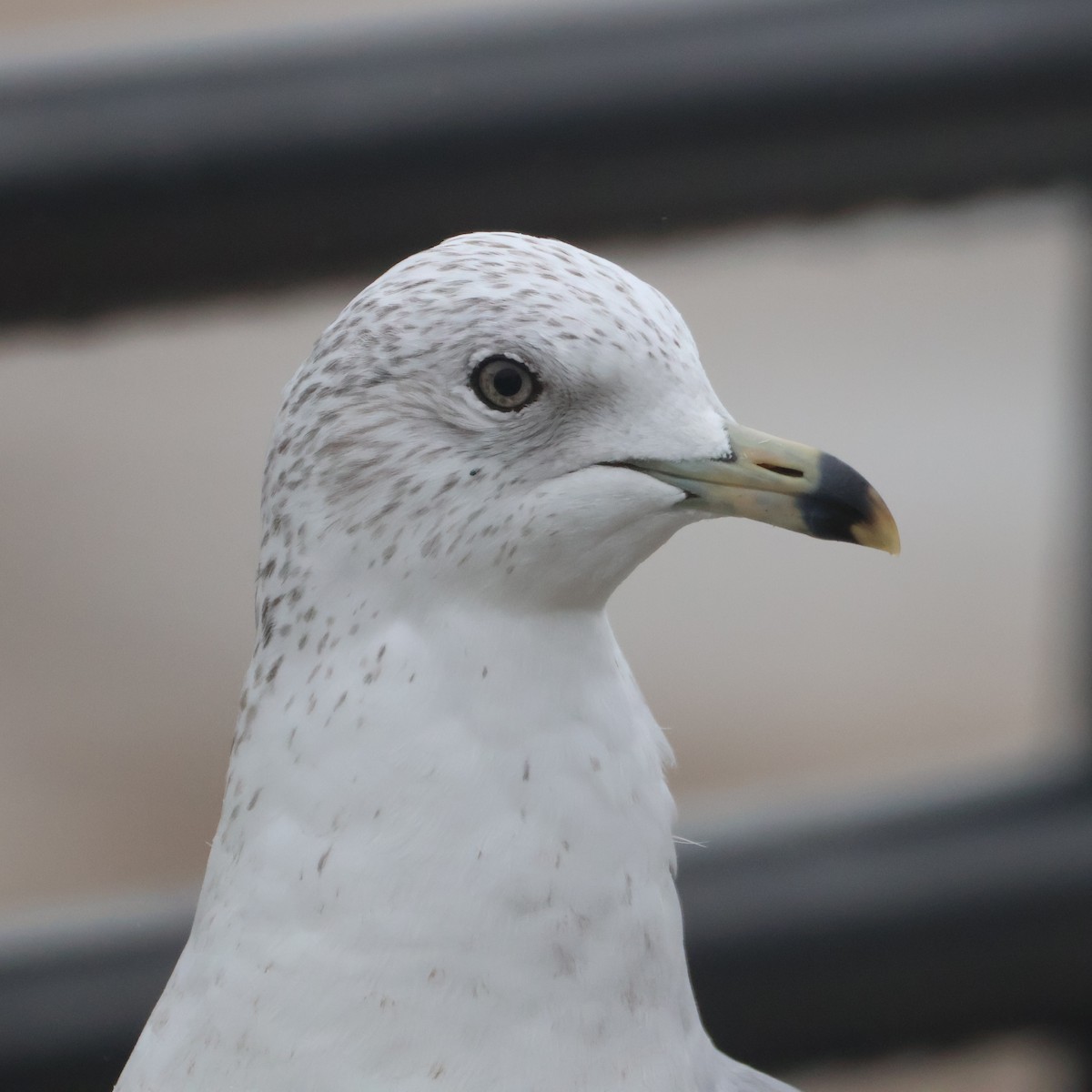 Ringschnabelmöwe - ML647743851