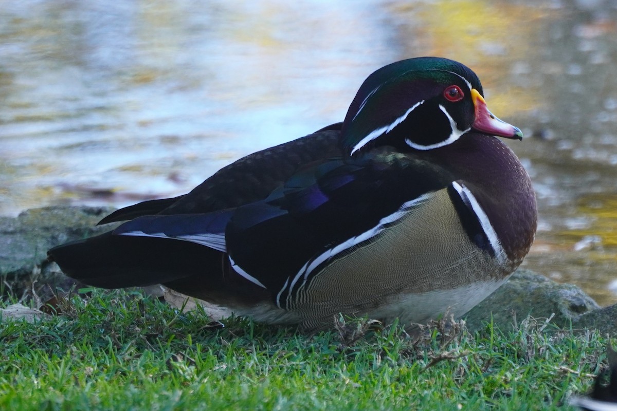 Ahate karolinarra - ML647743862