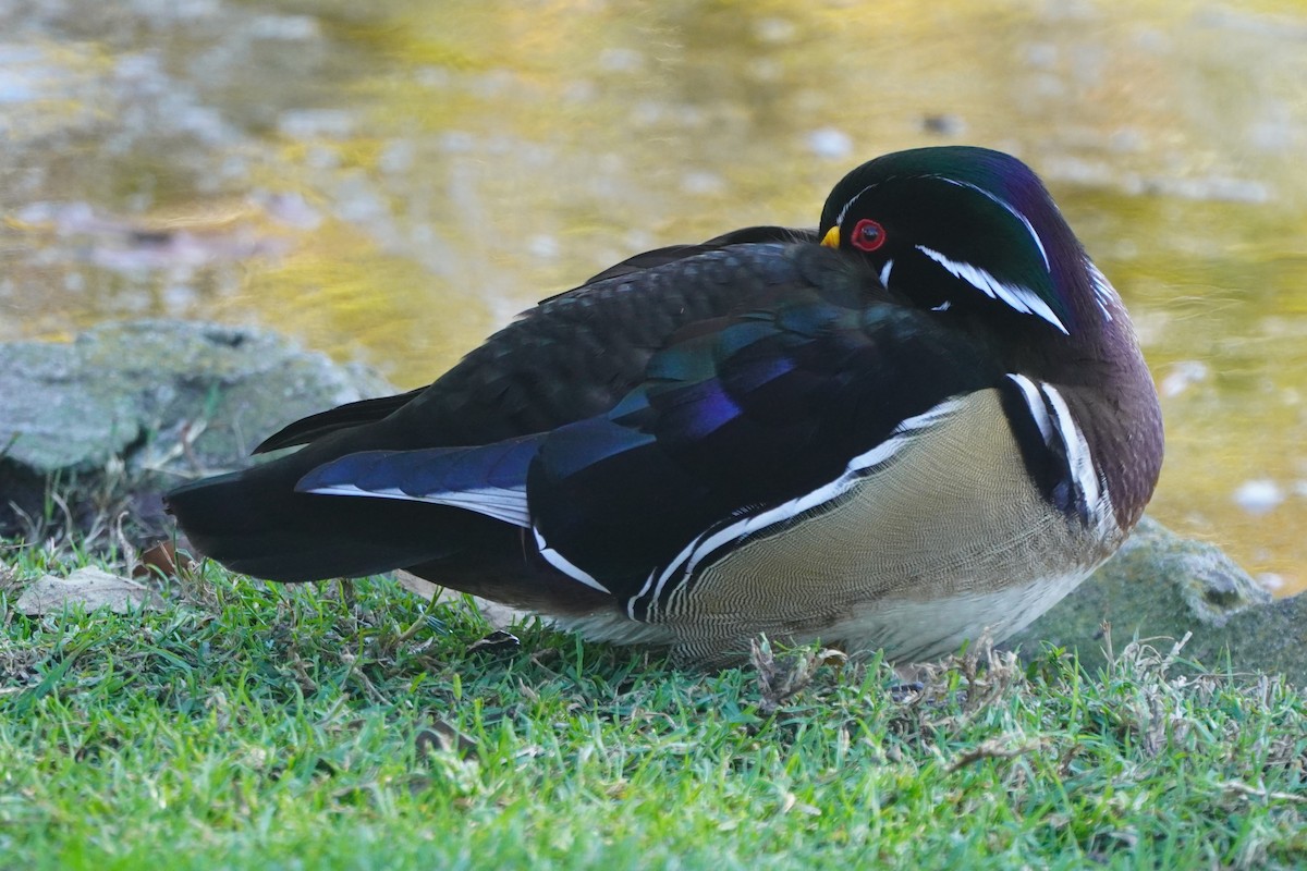 Ahate karolinarra - ML647743864