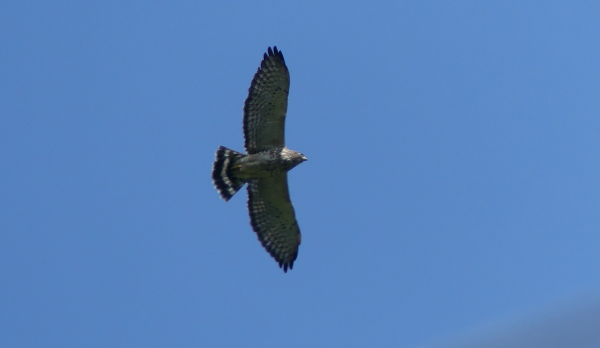 Канюк ширококрилий - ML647743866