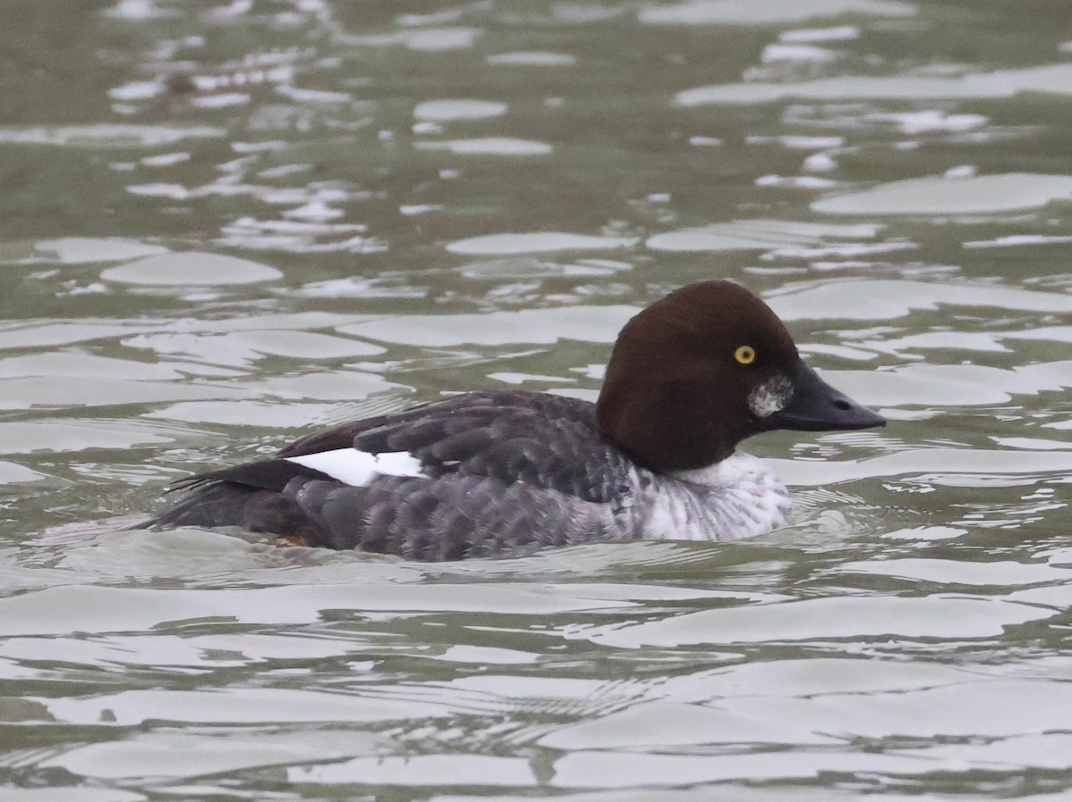 Schellente - ML647743883