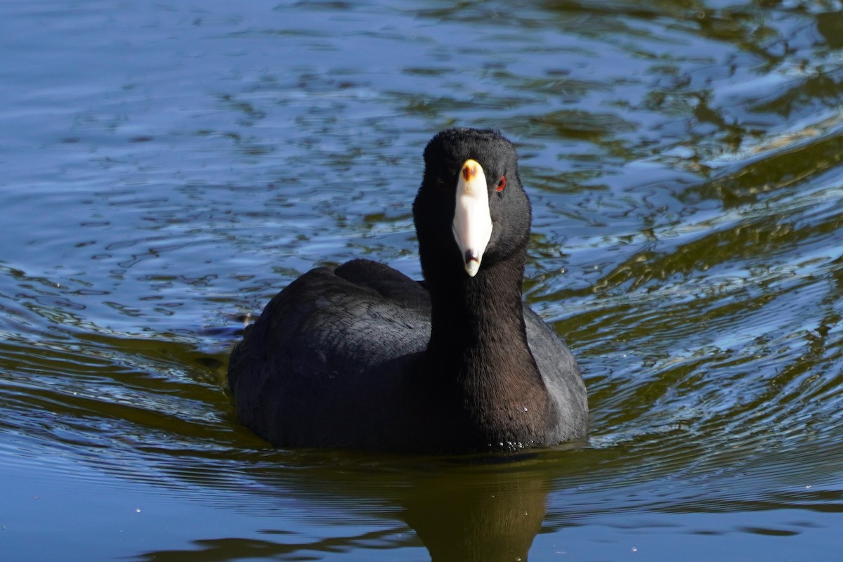 Foulque d'Amérique - ML647743885