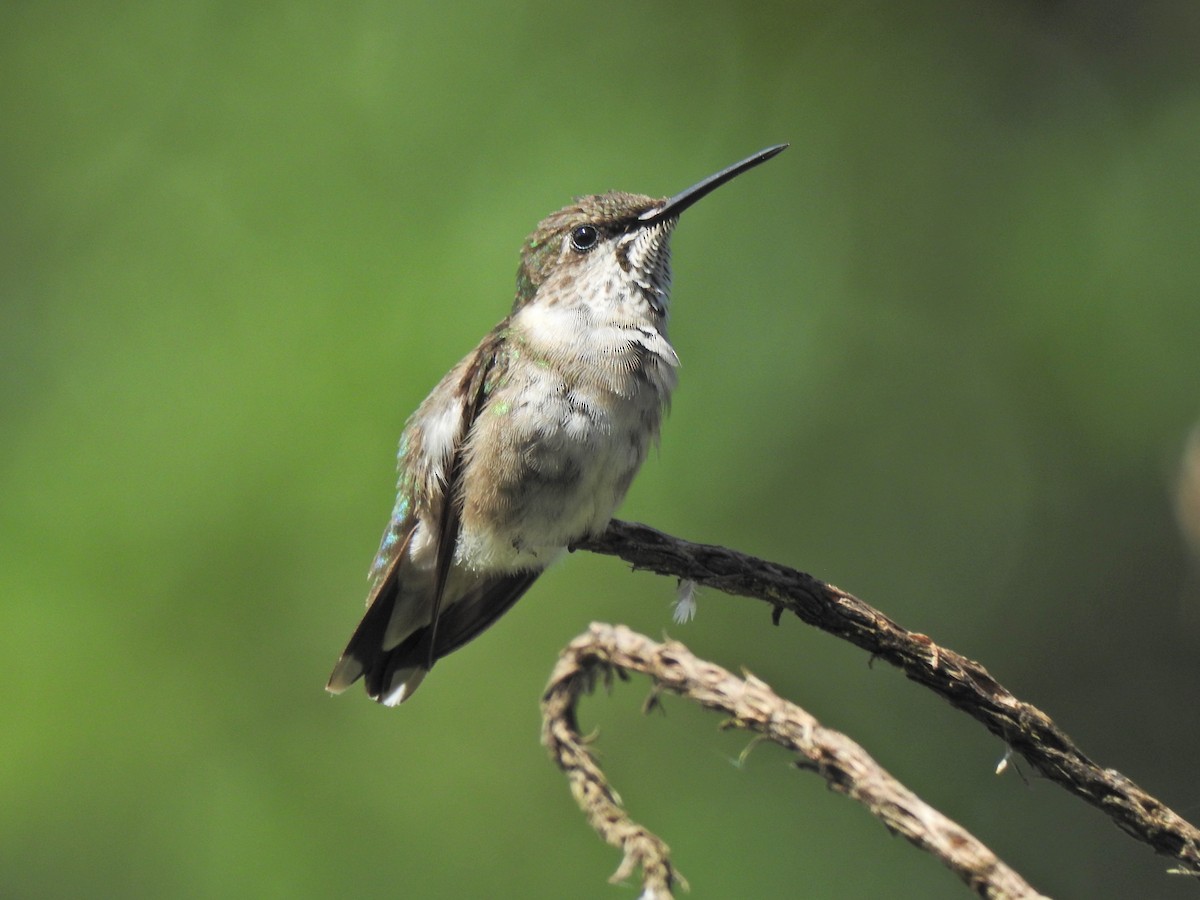 Ruby-throated Hummingbird - ML647743886