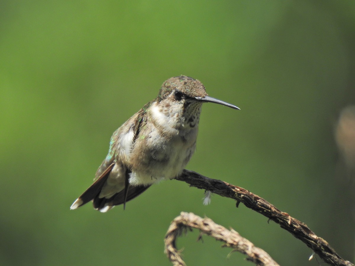 Ruby-throated Hummingbird - ML647743896