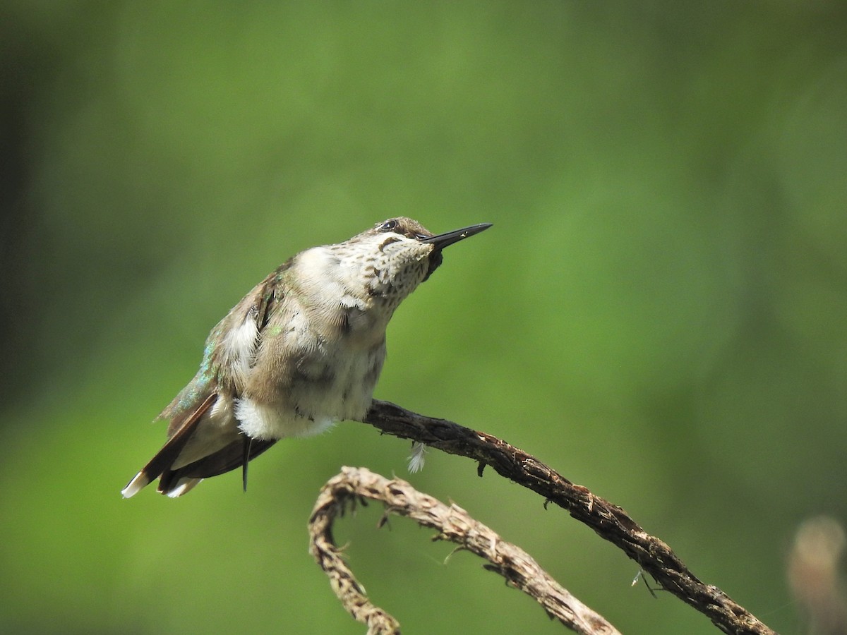 Ruby-throated Hummingbird - ML647743897