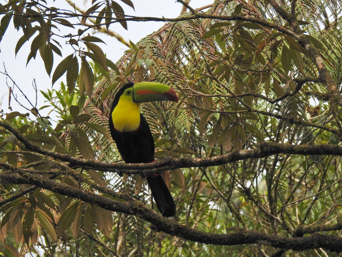 regnbuetukan - ML647743903