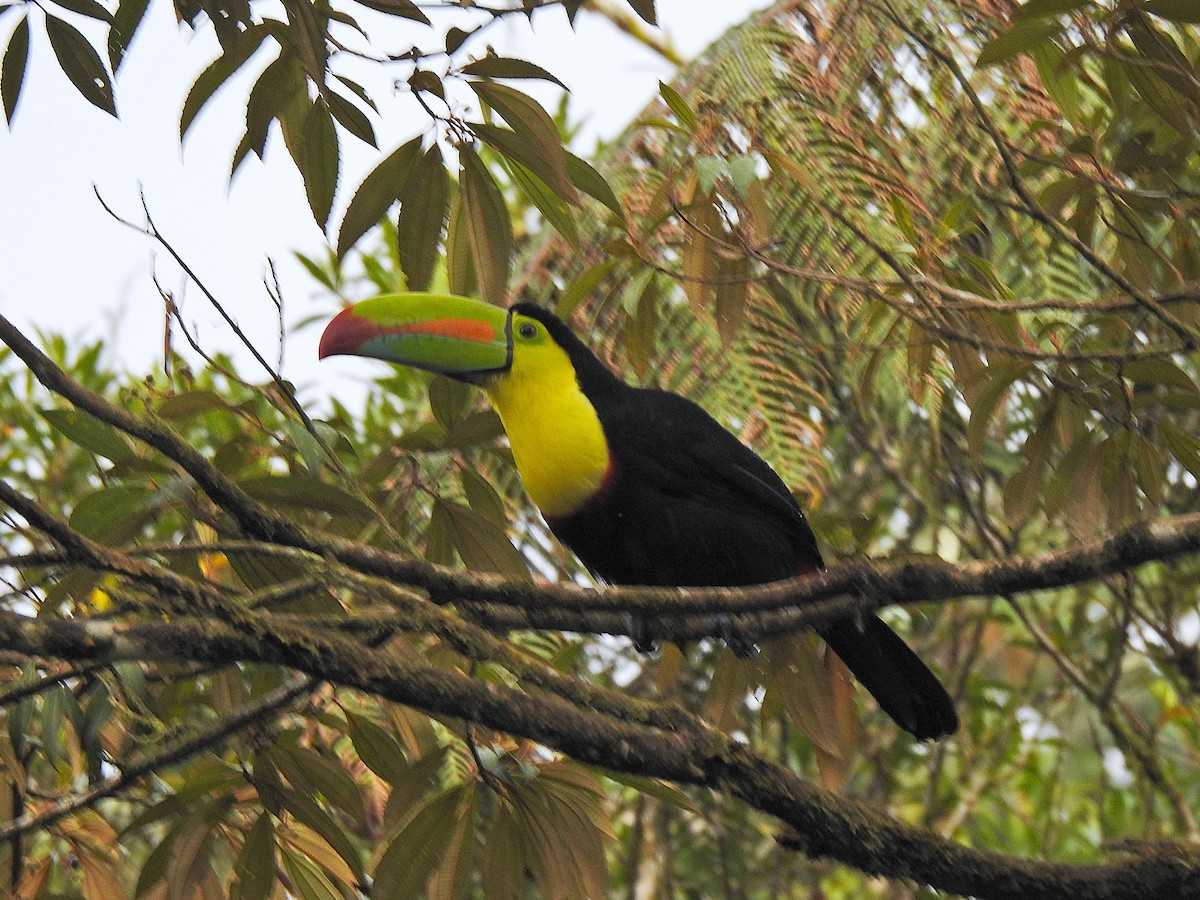 regnbuetukan - ML647743904