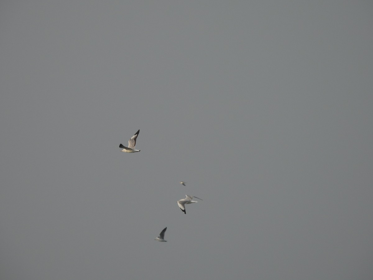 Hint Martısı - ML647743907