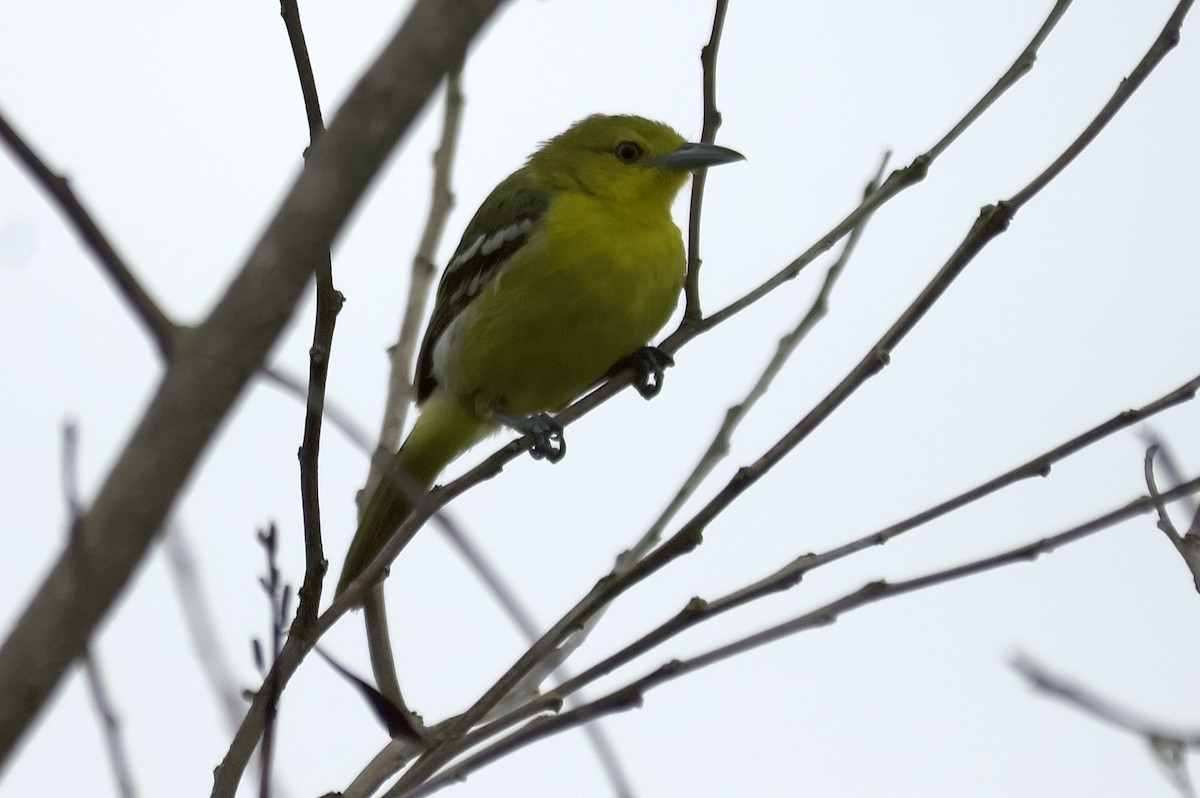 jora černokřídlá - ML647743932