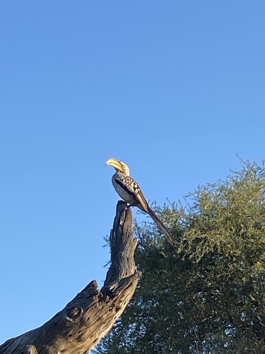 Nübye Boynuzgagası - ML647743948