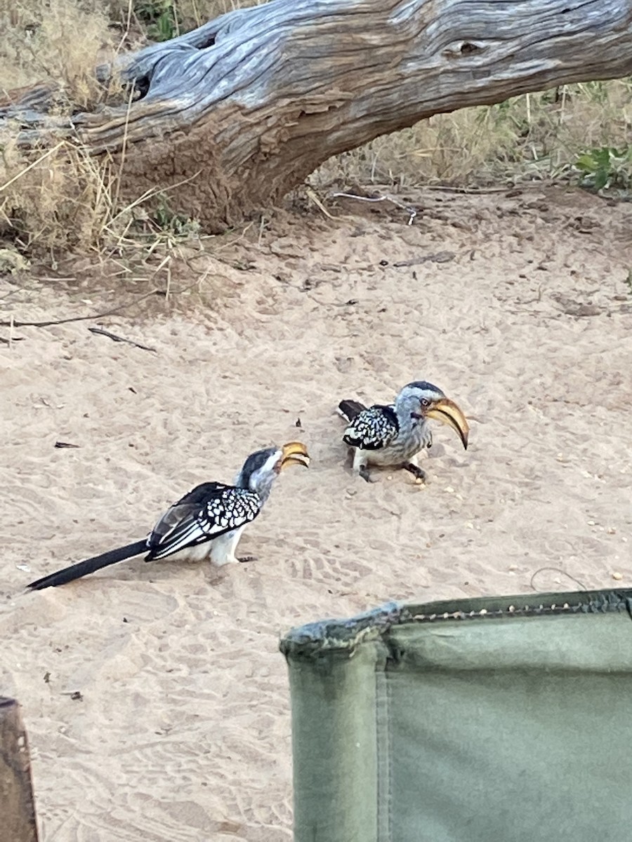 Nübye Boynuzgagası - ML647743950