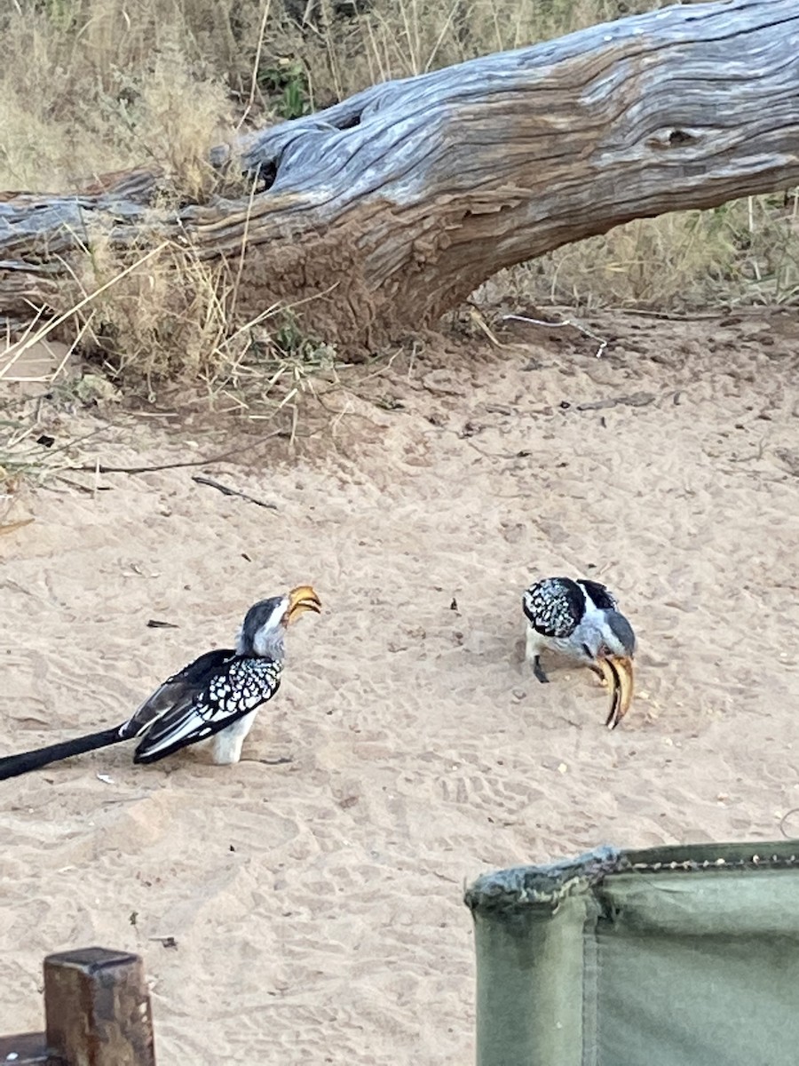 Nübye Boynuzgagası - ML647743951