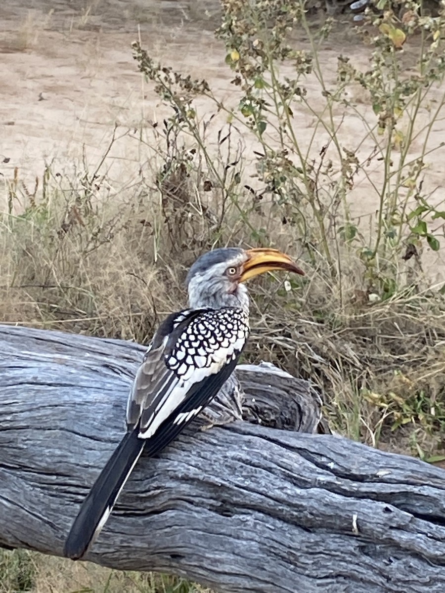 Nübye Boynuzgagası - ML647743952