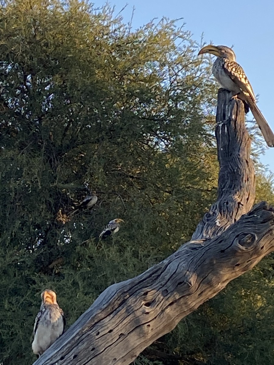 Nübye Boynuzgagası - ML647743953