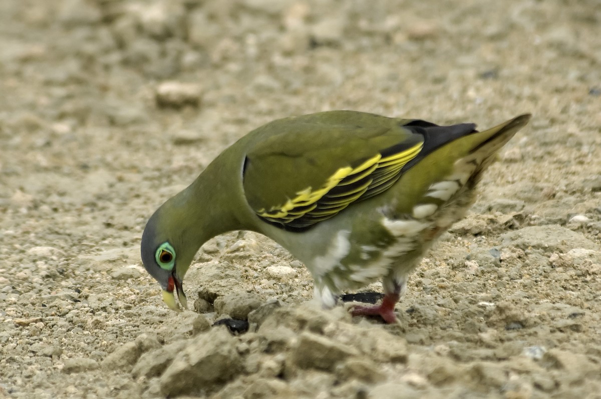 Kalın Gagalı Yeşil Güvercin - ML647743957