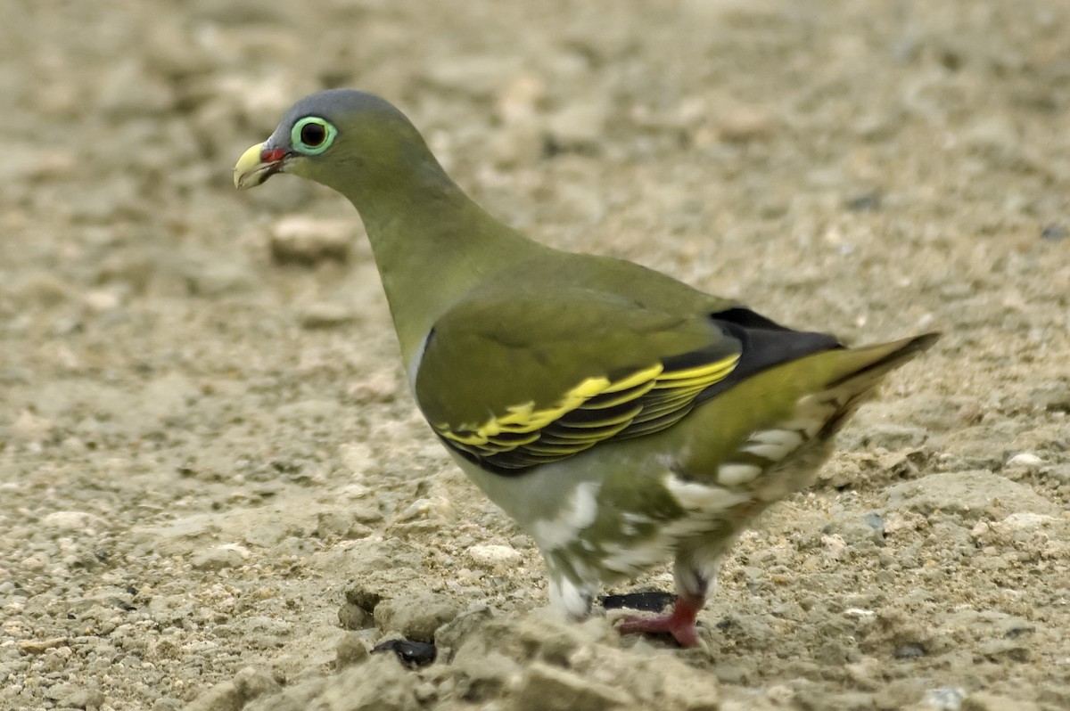 Kalın Gagalı Yeşil Güvercin - ML647743958