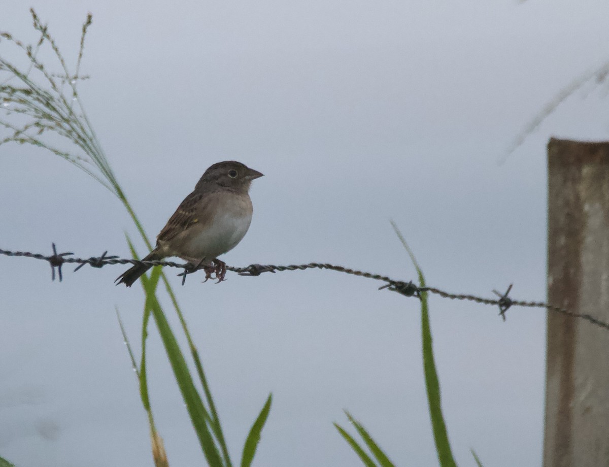 Sarı Omuzlu Çayır Serçesi - ML647743959