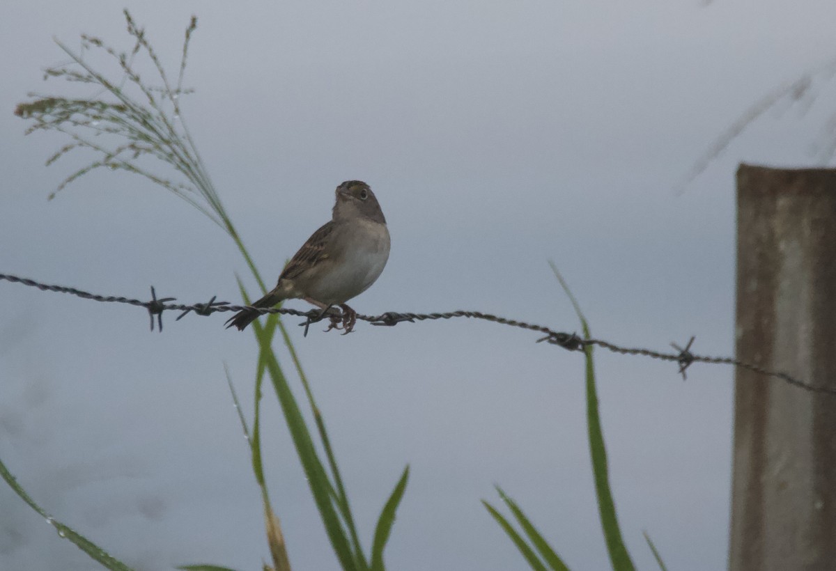 Sarı Omuzlu Çayır Serçesi - ML647743960