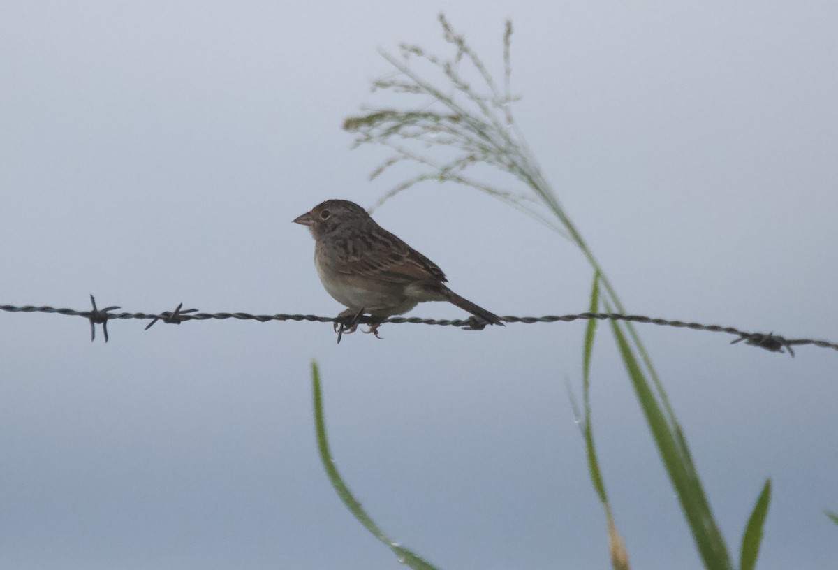 Sarı Omuzlu Çayır Serçesi - ML647743961