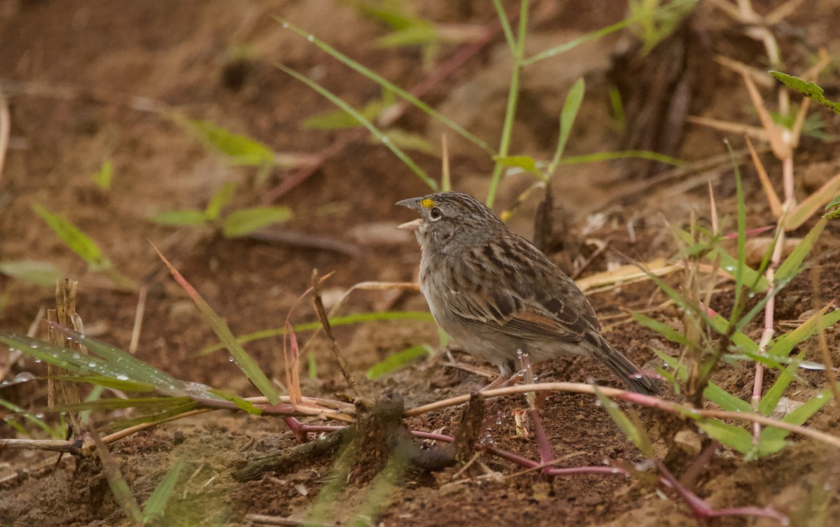 Sarı Omuzlu Çayır Serçesi - ML647743962