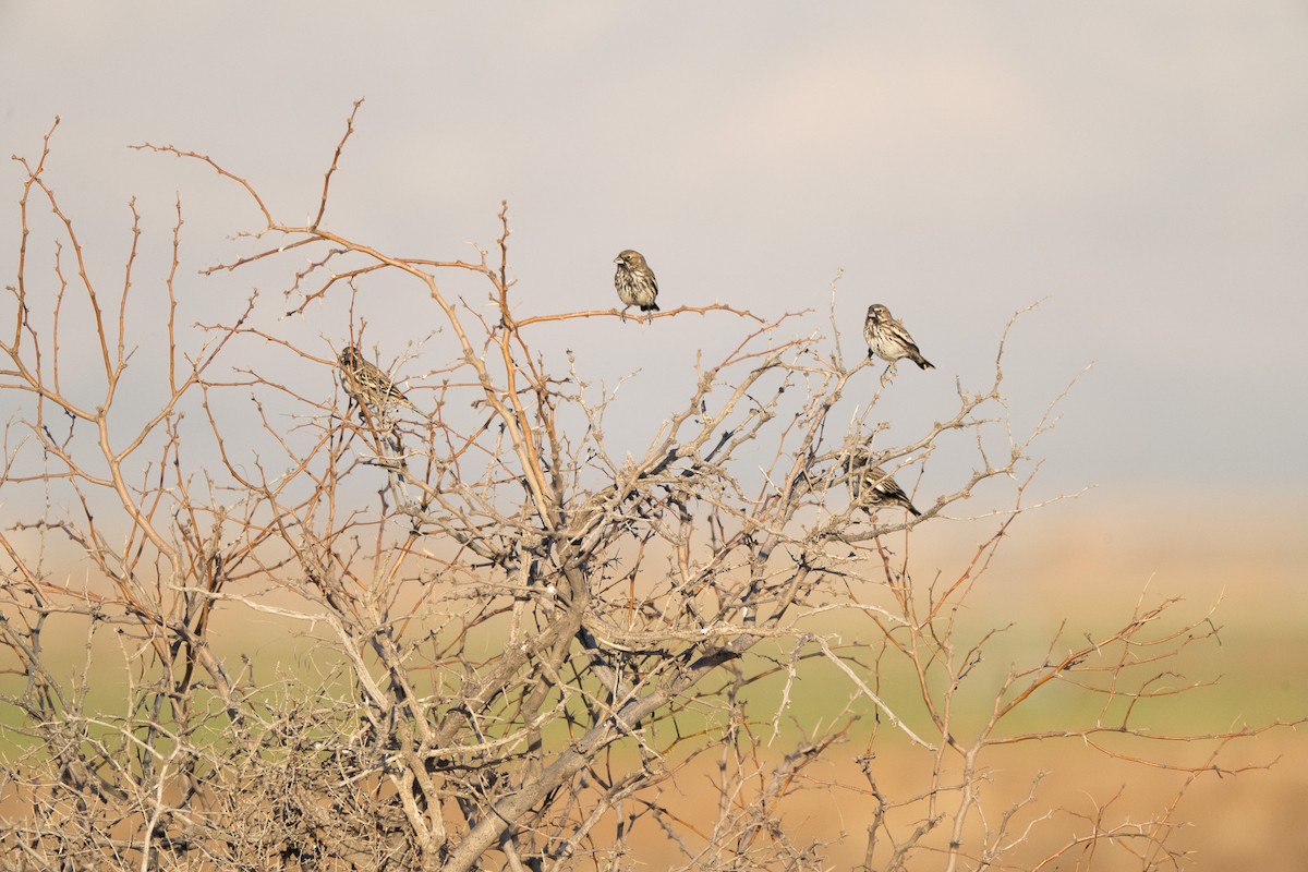 Ak Kanatlı Kara Serçe - ML647743963
