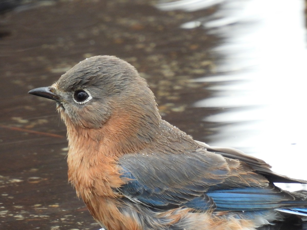 Doğulu Mavi Ardıç - ML647743964