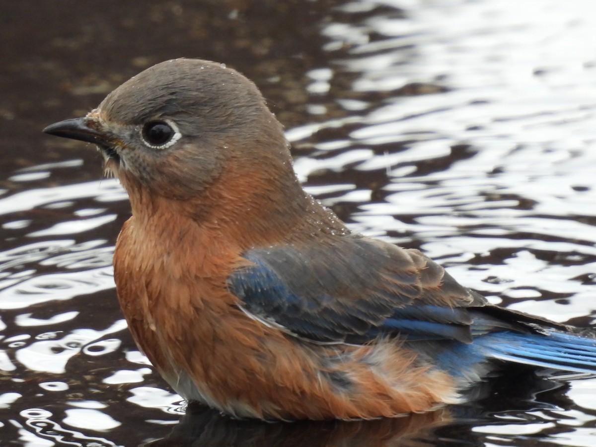 Doğulu Mavi Ardıç - ML647743965