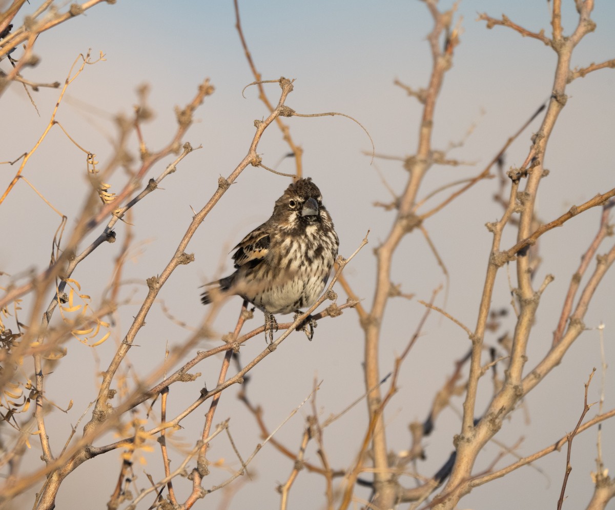 Ak Kanatlı Kara Serçe - ML647743966