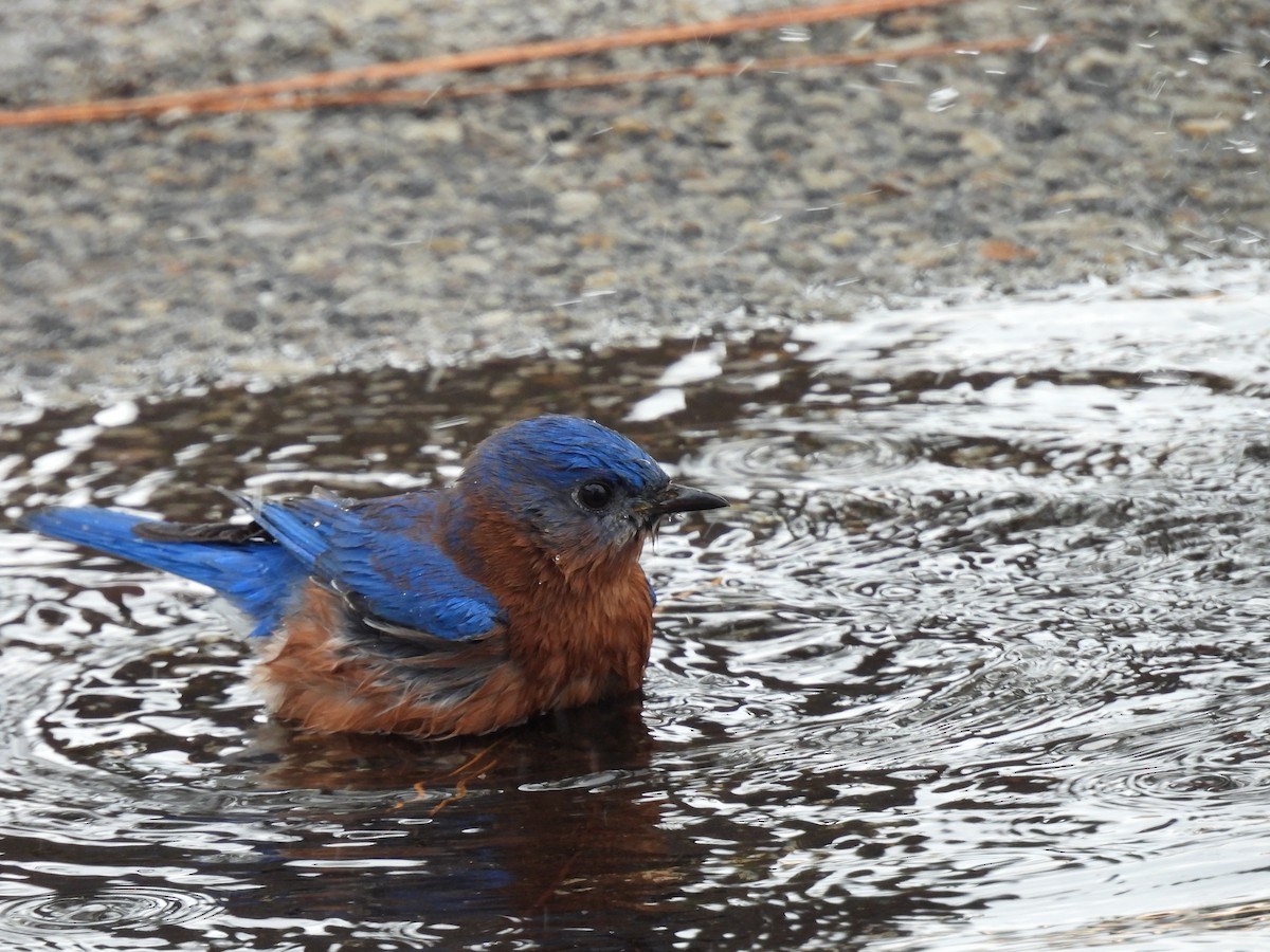 Doğulu Mavi Ardıç - ML647743967