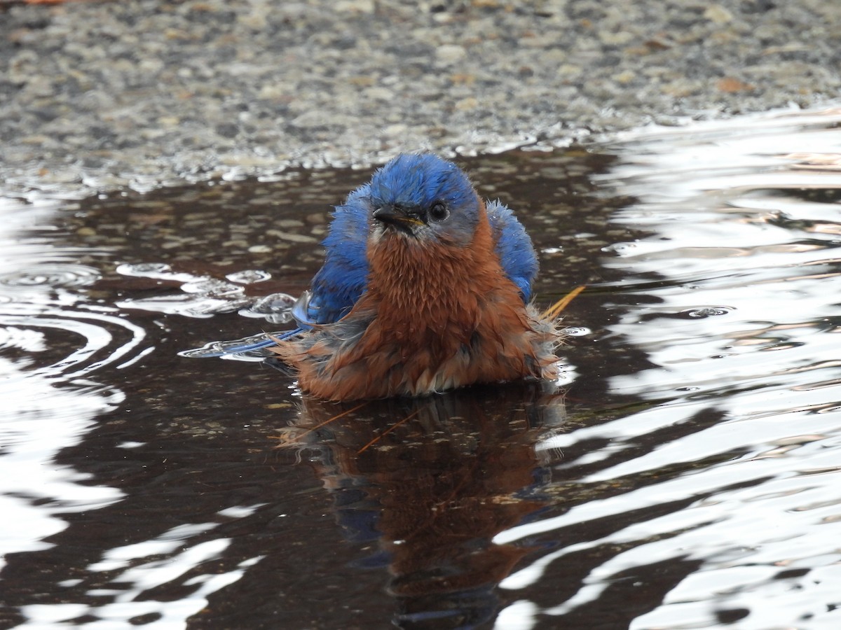 Eastern Bluebird - ML647743969
