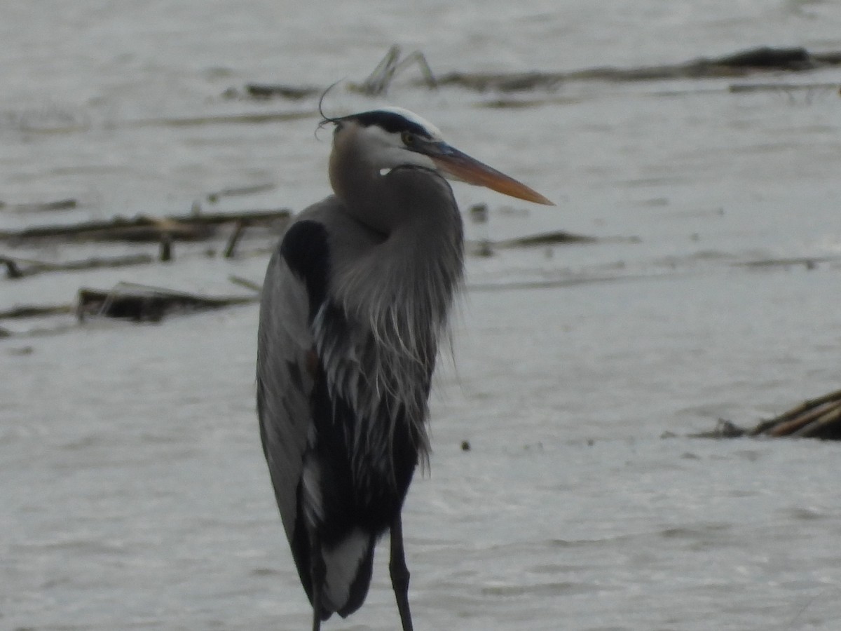 Amerika Gri Balıkçılı - ML647743971