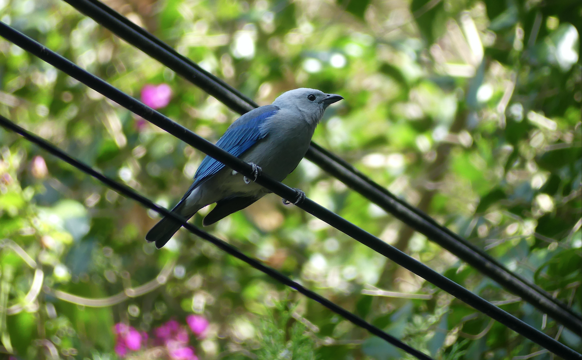 Gökçe Tangara - ML647743972