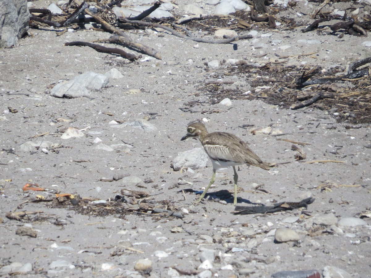 Su Kocagözü - ML647743973