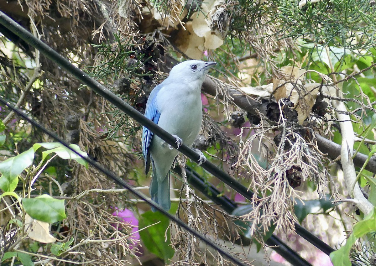 Gökçe Tangara - ML647743974