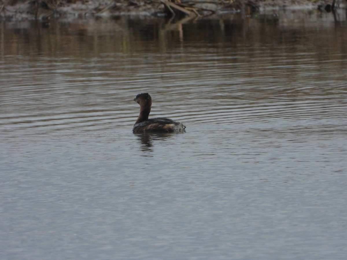 Kalın Gagalı Batağan - ML647743975