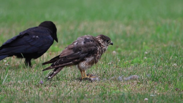 Boz Doğan (columbarius) - ML647743976