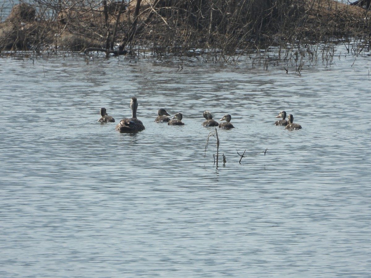 Hint Benekgagası - ML647743980