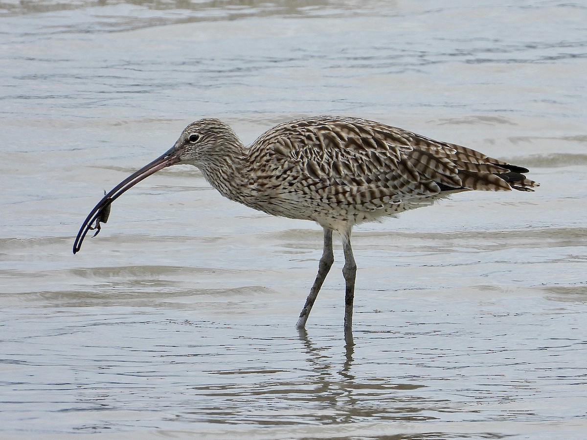 Uzakdoğulu Kervançulluğu - ML647743982