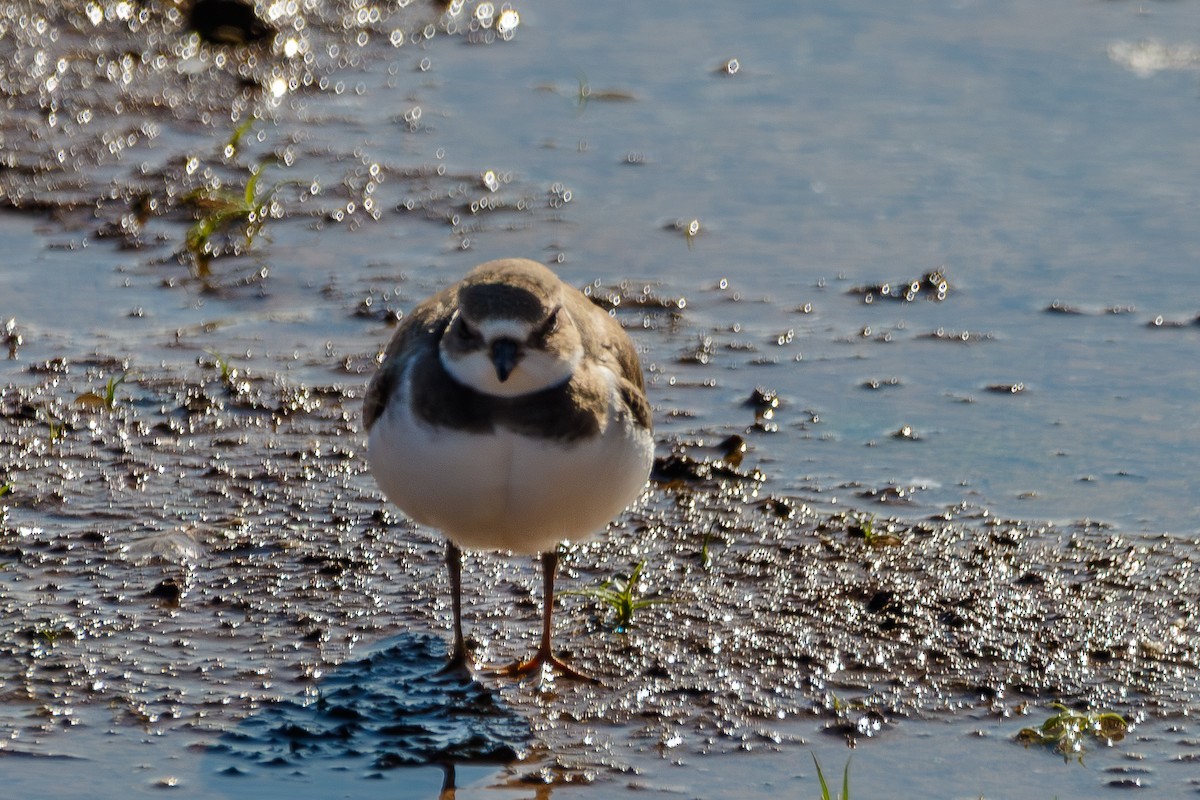 Perdeli Cılıbıt - ML647743983