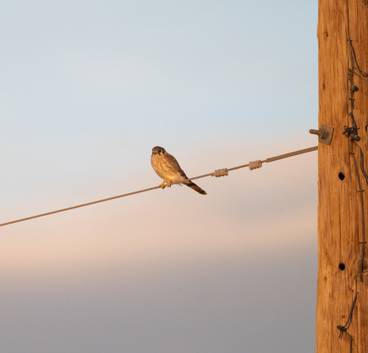 Ala Kerkenez - ML647743985