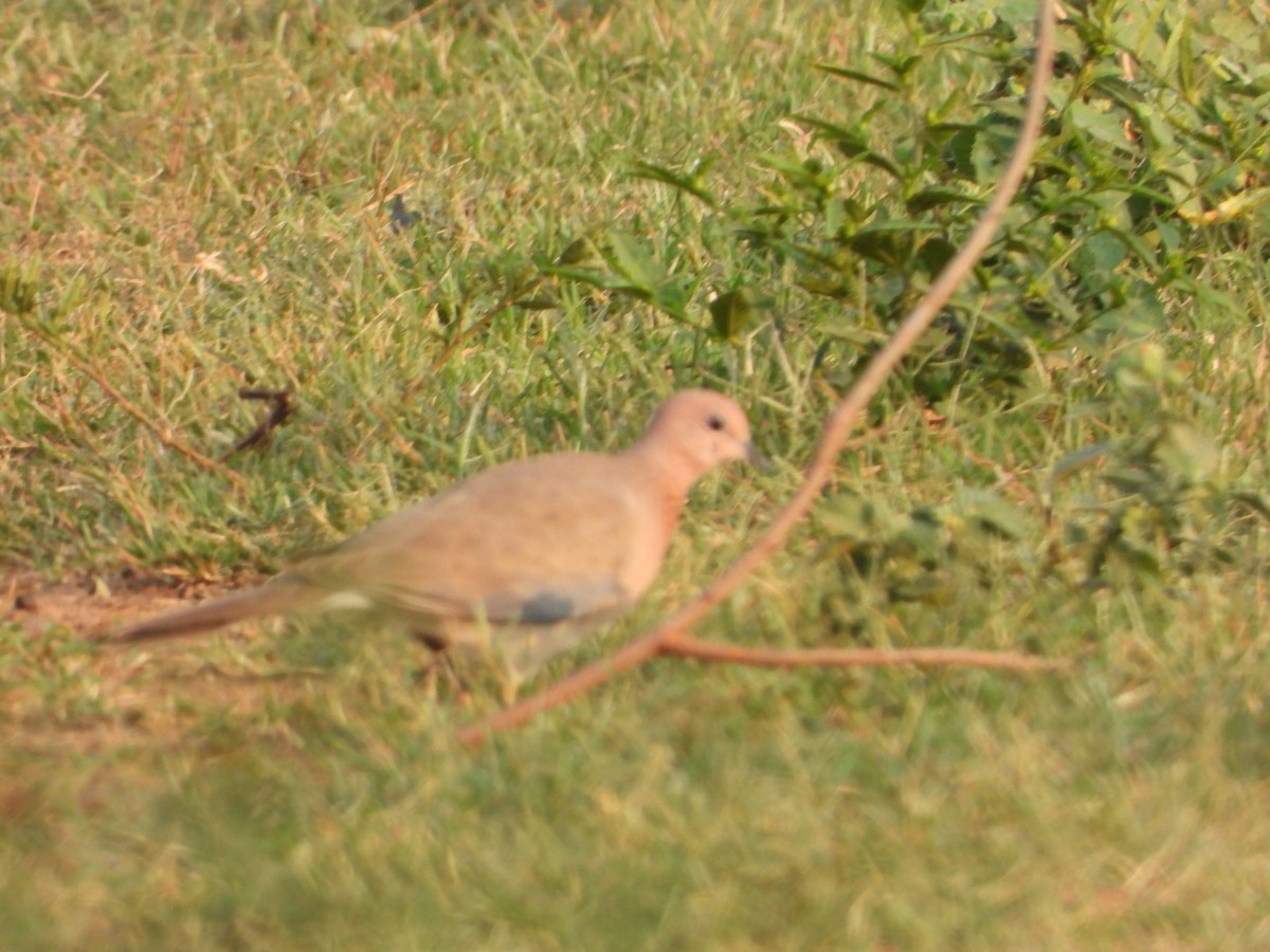 Küçük Kumru - ML647743986