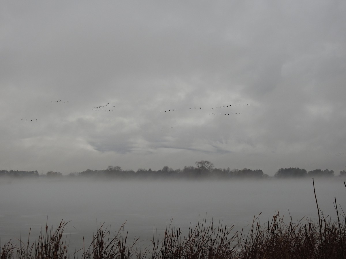 Kanada Kazı - ML647743987