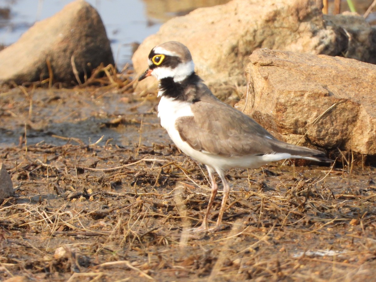 Halkalı Küçük Cılıbıt - ML647743988