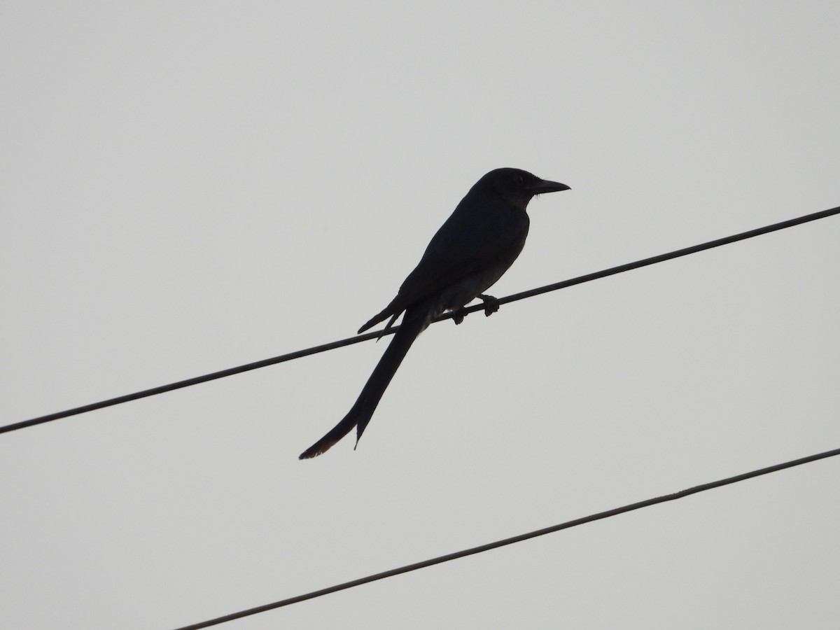 Ashy Drongo - ML647743989