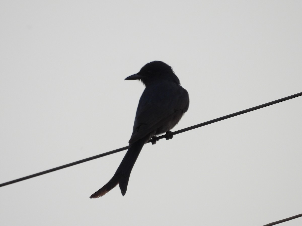 Ashy Drongo - ML647743990