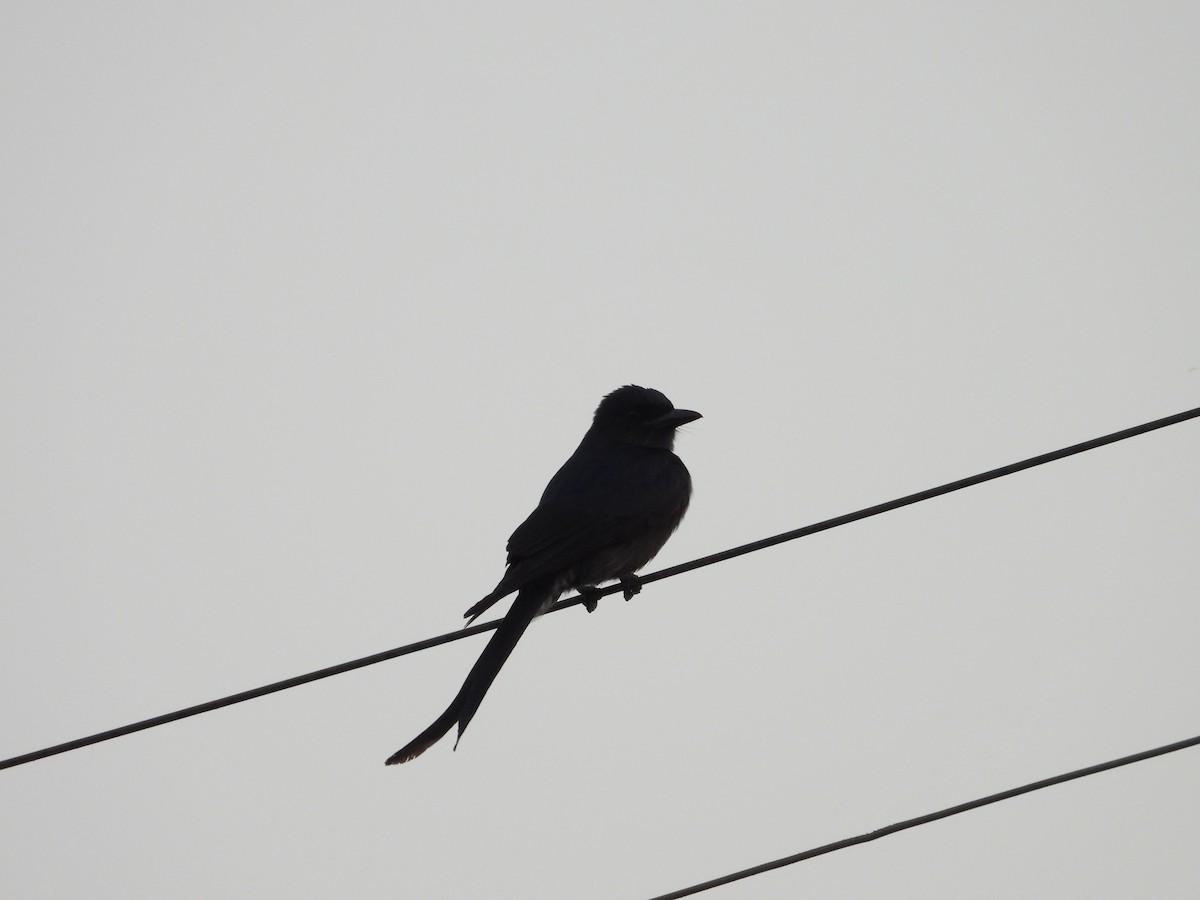 Ashy Drongo - ML647743991