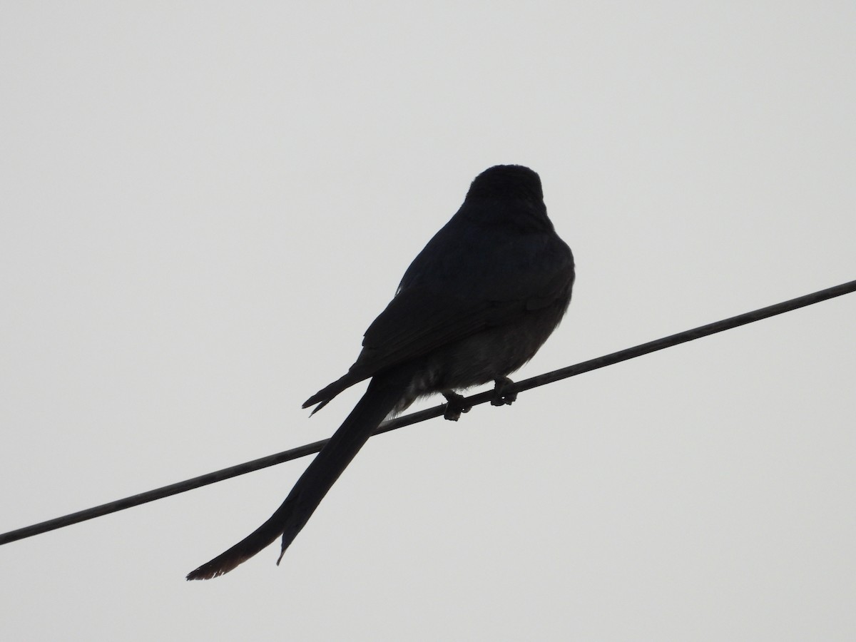 Ashy Drongo - ML647743992