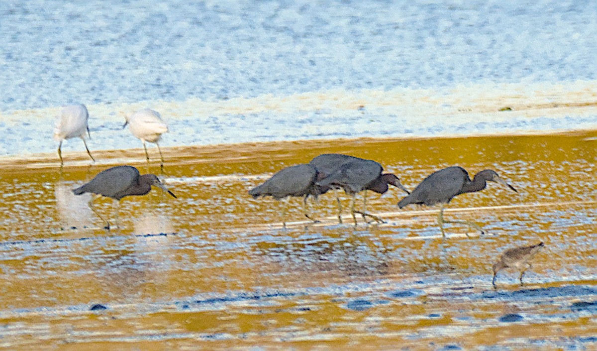 Little Blue Heron - ML647744000