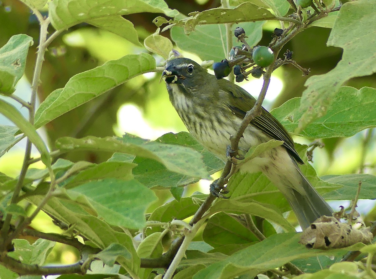 Streaked Saltator - ML647744001