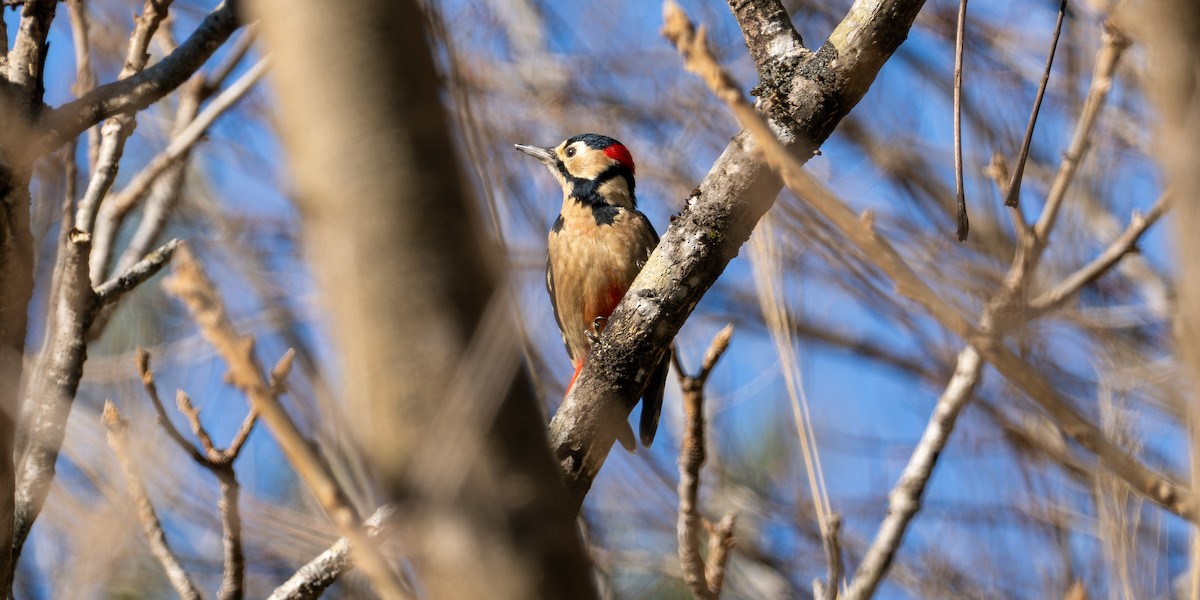 Great Spotted Woodpecker - ML647744002